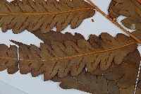 日本狗脊蕨藏品圖，第3張