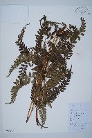 細葉複葉耳蕨藏品圖，第1張