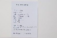 細葉複葉耳蕨藏品圖，第2張