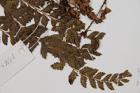 細葉複葉耳蕨藏品圖，第3張