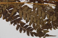 細葉複葉耳蕨藏品圖，第4張