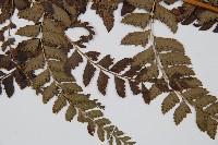 細葉複葉耳蕨藏品圖，第5張