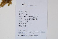 生根卷柏藏品圖，第2張