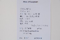 密腺副金星蕨藏品圖，第2張