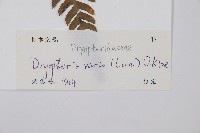 南海鱗毛蕨藏品圖，第2張