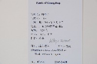 單葉雙蓋蕨藏品圖，第2張