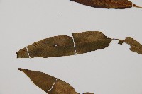 單葉雙蓋蕨藏品圖，第4張