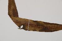 單葉雙蓋蕨藏品圖，第5張