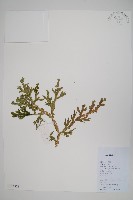 糙葉卷柏藏品圖，第1張