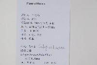 糙葉卷柏藏品圖，第2張