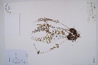 長生鐵角蕨藏品圖，第1張