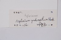 長生鐵角蕨藏品圖，第2張