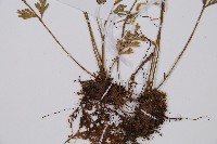 長生鐵角蕨藏品圖，第3張