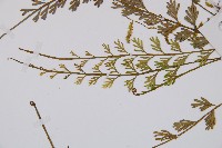 長生鐵角蕨藏品圖，第4張