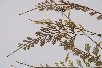 長生鐵角蕨藏品圖，第5張