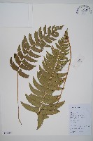 鐮羽貫眾藏品圖，第1張