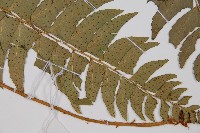 鐮羽貫眾藏品圖，第3張