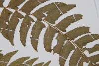 鐮羽貫眾藏品圖，第4張