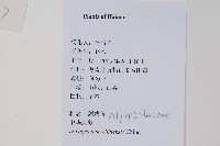 密葉劍蕨、中國劍蕨藏品圖，第2張
