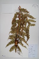 登錄號:P012536藏品圖，第1張