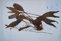 燕尾蕨藏品圖，第1張