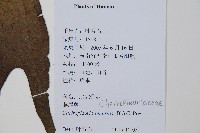 燕尾蕨藏品圖，第2張