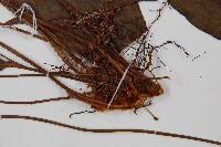 燕尾蕨藏品圖，第3張