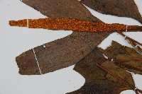 燕尾蕨藏品圖，第4張