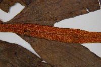 燕尾蕨藏品圖，第5張