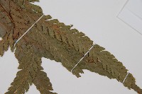 邊緣鱗蓋蕨藏品圖，第3張