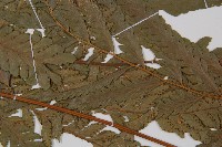 邊緣鱗蓋蕨藏品圖，第4張