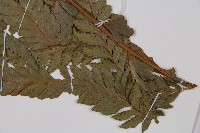 邊緣鱗蓋蕨藏品圖，第5張