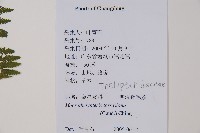 大金星蕨藏品圖，第2張