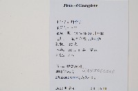 異葉鱗始蕨藏品圖，第2張