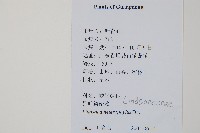 異葉鱗始蕨藏品圖，第2張