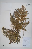 登錄號:P012542藏品圖，第1張