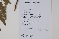 登錄號:P012542藏品圖，第2張