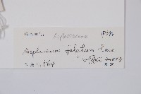 鐮葉鐵角蕨藏品圖，第5張