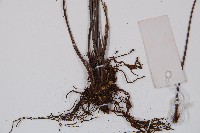 鐮葉鐵角蕨藏品圖，第6張