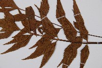 鐮葉鐵角蕨藏品圖，第7張