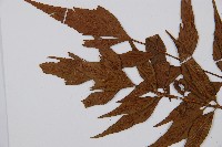 鐮葉鐵角蕨藏品圖，第8張