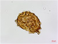 鐮葉鐵角蕨藏品圖，第2張