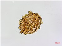 鐮葉鐵角蕨藏品圖，第3張