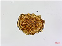 鐮葉鐵角蕨藏品圖，第4張