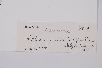 隱囊蕨藏品圖，第2張