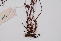 隱囊蕨藏品圖，第3張