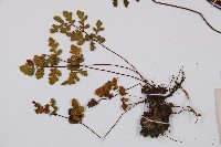 隱囊蕨藏品圖，第4張