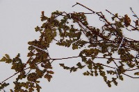 隱囊蕨藏品圖，第5張