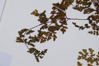 隱囊蕨藏品圖，第6張