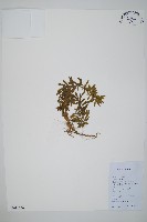 蛇足石杉、千層塔藏品圖，第1張